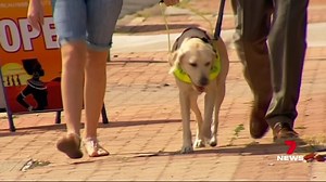 A team of hairy heroes are being honoured this week, for their tireless work to support and guide people with disabilities. But assistance dogs are too often refused entry to public places, prompting a new short film to educate Queenslanders. 7NEWS at 6pm. More local news: 7news.com.au/news/qld #7NEWS | 7NEWS Cairns
