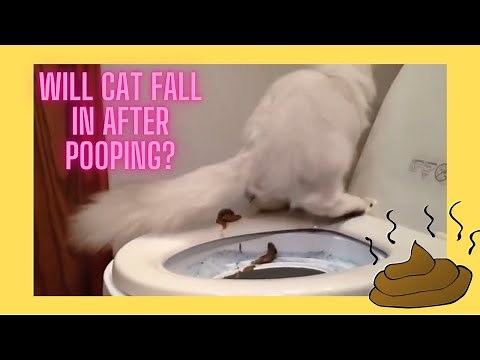 Animals Pooping In Houses (Funny Animals Pooping Everywhere)