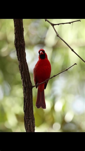 So peaceful hearing this Male Cardinal calling out!!! #birdwatchingguru | Travis Huffstetler Photography