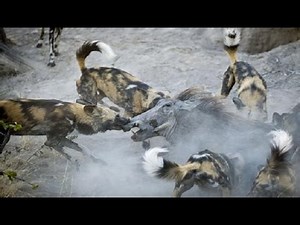 African wild dogs hunt warthog！落单疣猪闯入野狗领地被十几条非洲野狗猎杀