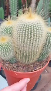 17K views · 1.4K reactions | Beautiful Cactus  #beautiful #cactus #cactuslover #Amazing #reels #viral #beauty #garden #gardening #fyp #viralreels #foryou | Decor & Beauty | Facebook