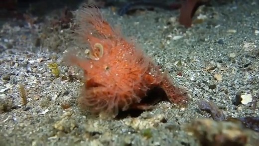 6.8K views · 168 reactions | Hairy #Frogfish feeding at night!類 Filmed in Lembeh, Indonesia !! Have you ever seen this on one of your dives? | Scuba Diver Life | Facebook