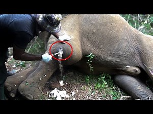 Join The Fight To Protect Endangered Wild Elephants! | save elephant |