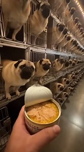 13K views · 312 reactions | Pugs hungry. | Grace Farm Senior Pug Sanctuary | Facebook