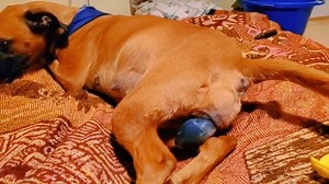 1.2M views · 7.3K reactions | Rhodesian Ridgeback Birth of the first puppy born | Sh Cabdi kaafi saciid الشيخ عبد الكافي سعيد | Facebook