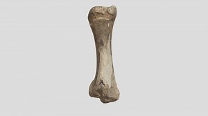 Cabinet Tibia - Download Free 3D model by National Museums Northern Ireland (@nationalmuseumsni)