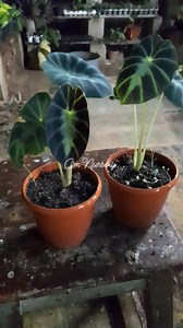 1.5K views · 36 reactions | This fascinating colocasia species was...