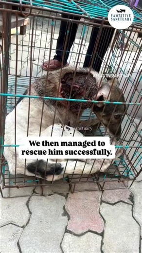 Company's neck was infested with maggots crawling through a deep, painful wound. 💔😢😔