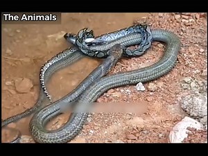 KING COBRA VS PYTHON!!! Re4l f!ght video | DKC_Cambodia