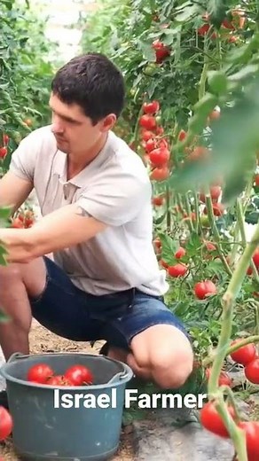 Israel Tomatoes Farming