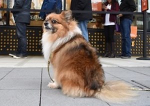 Pets Of Denver's Homeless To Be Treated At Pop-Up Vet Clinic