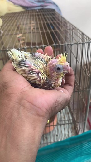 1.4K views · 58 reactions |  | yellow feather | Facebook