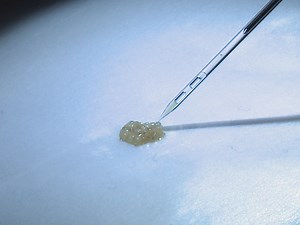 Video: Extracción de hemocitos de larvas de Drosophila melanogaster para infección microbiana y análisis