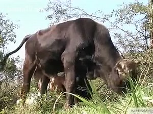Very intense blowjob for a bull