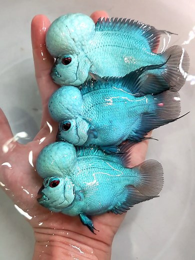 Alien 👽 💙 hahaha #kwanlouhan #flowerhorn #thaisilk #kamfa #vietnam