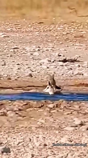 Jackals Hunting Springbok At Waterhole. #reels | Kleva Technology