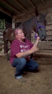 Auction rescue 07/26/2022 This is what it looked like on auction night. Rest In Peace sweet Rota ❤️ Help Rescue, Shelter & Protect Horses, Give Now! PayPal: https://www.paypal.com/donate?hosted_button_id=UU39VPEY9P5ZU Give on our Website: https://www.horseplushumanesociety.org/donate/ Venmo: www.venmo.com/u/HorsePlusHumaneSociety Text HPHS to 89871 to Donate! By phone: 888-474-7077 By mail: Horse Plus Humane Society P.O. Box 485, Hohenwald, TN 38462 Horse Plus Humane Society is a 501(c)(3) non-p