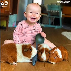 Lucky girl grows up surrounded by adorable guinea pigs 💘🥰 Titorenogpigs | Furry Tails