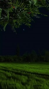 17 reactions | Status Most Beautiful Tilawat Quran Status pyara quran | Pyara Quran | Facebook