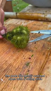 7.9K views · 23 reactions | Foraging Food From Underneath Giant Lily Pads | DancingLove | Facebook