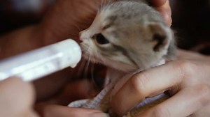 Little Kitten Fed Milk Syringe Video: Stockvideos & Filmmaterial (100 % lizenzfrei) 1025062541 | Shutterstock