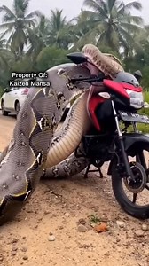 28 reactions | A Giant Python Turns Daily Life Into Fear  #snake #sora #prayer #nature #petfriendly #travel | Kaizen Mansa | Facebook
