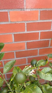 Growing Lemon tree in pot 🍋#lemontree #lemon #tree #fruitstree #citrustree #agriculture #garden #gardening #mybackyard | Pinis Pinos