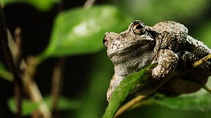 205K views · 1K shares | After a long winter, the tree frog unthaws and searches for food. #WILDFrontier | National Geographic Animals | Facebook