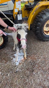 Mom's idea of taking a bath and mine are not the same! #smalleststallion #dirtypony #bathtime #ponylife | Einstein the Smallest Stallion