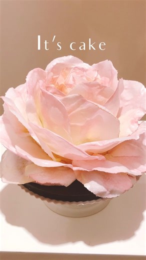 It’s cake! Wafer paper rose cake. One of the easiest cakes you’ll ever make with the least amount of materials . To make it at home, simply shape the cake of your choice into a bud shape, mine was 5” wide by 6” high approx. Pour More Curl Wafer paper curling lotion into 3 spray bottles, and add in 3 colours of your choice, my fav is @sweetsticksau edible pains in lemon, green and pastel pink. Cut wafer paper petals into large rose petal shapes. Spray each side of the petals to achieve the colour