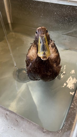 This handsome chocolate runner duck came in with a lot of issues. He had wounds on his legs that appeared like they could be ant bites or they could also be chemical burns. Either way, the surface injuries got treated with antibiotics to prevent infection from developing, and continued wound care, like keeping the area sanitary and debriding dead tissue as needed. He enjoyed aquatic time to soothe his paining legs. | Carolina Waterfowl Rescue
