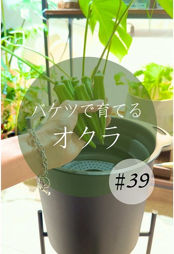 オクラの栽培方法です！家庭菜園ロードマップはインスタで配布してます☺️ #家庭菜園 #水耕栽培 #野菜作り