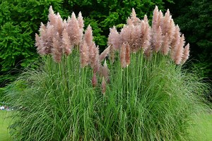 How To Grow And Care For Pampas Grass