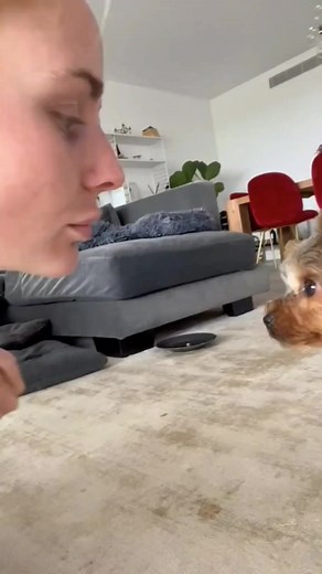 Congratulations! Infinite kisses | Coma Yorkie