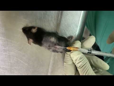 Subcutaneous Injection in the Mouse| #SC injection