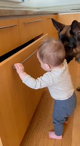 Drawer Finger Save | German shepherds