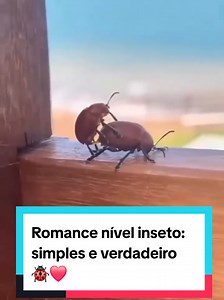 Amor Nível Inseto: Comédia Romântica 🐞😂