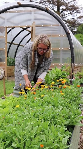 HARVESTING CALENDULA 🌼 I mainly use healing calendula flowers in skincare recipes, first infusing them in a carrier oil and then using the oil to make creams, soap, salves, and other recipes. That process begins here with harvesting homegrown calendula flowers. These are a medicinal variety called 'Resina.' I sowed them in this Birdie bed about six weeks ago, and this is the first harvest of many throughout the summer! When picking, I make sure that the flowers are dry and in good condition. I 