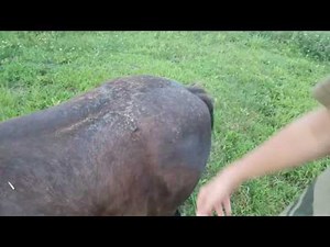 Horse rape