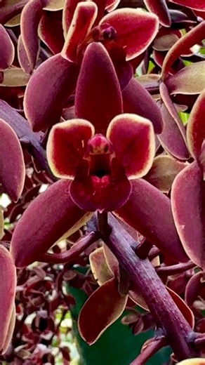 Australian based Cymbidium Orchids, slow, growing, and very hard to obtain in rich, earthy, Woody tones available at Collectors Corner Gardenworld now #Orchid #Orchids #AustralianOrchids #Cymbidium #cymbidiumorchid | Collectors Corner Garden World.
