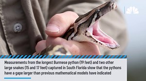 More animals on the menu: Burmese pythons' jaws can stretch to eat full deer, study reveals