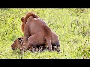Wild Lions Mating in Africa! Video