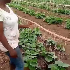 19 reactions · 10 comments | Staking Cucumber | Farmvilla Resource Centre | Facebook