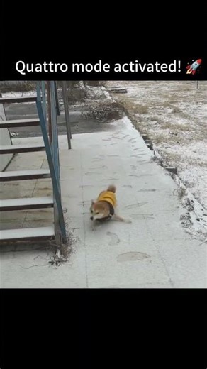 Quattro mode activated! 🚀