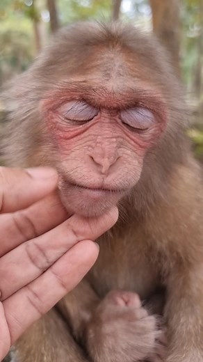 The weather look cool and Baila felt sleep and lets me groom | Aim Koeurn