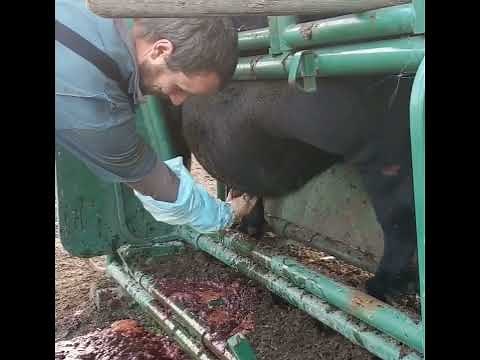 Giant abscess popped pus explosion