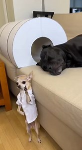 MRI “DO NOT MOVE” ROBOT VOICE PRANK 🧲🤖😂 #funnydog #dogcomedy #AI #LOLAnimalss #chihuahua #rottweiler | Everyday Aww