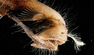 Deep-sea anglerfish couple observed for the first time