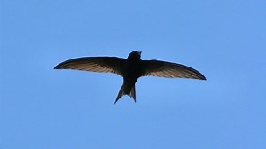 Apples Programmiersprache Swift ist nun auch unter Windows nutzbar