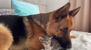 Cute Tiny Kittens and Adorable German Shepherd 🥰 | I Love German Shepherds